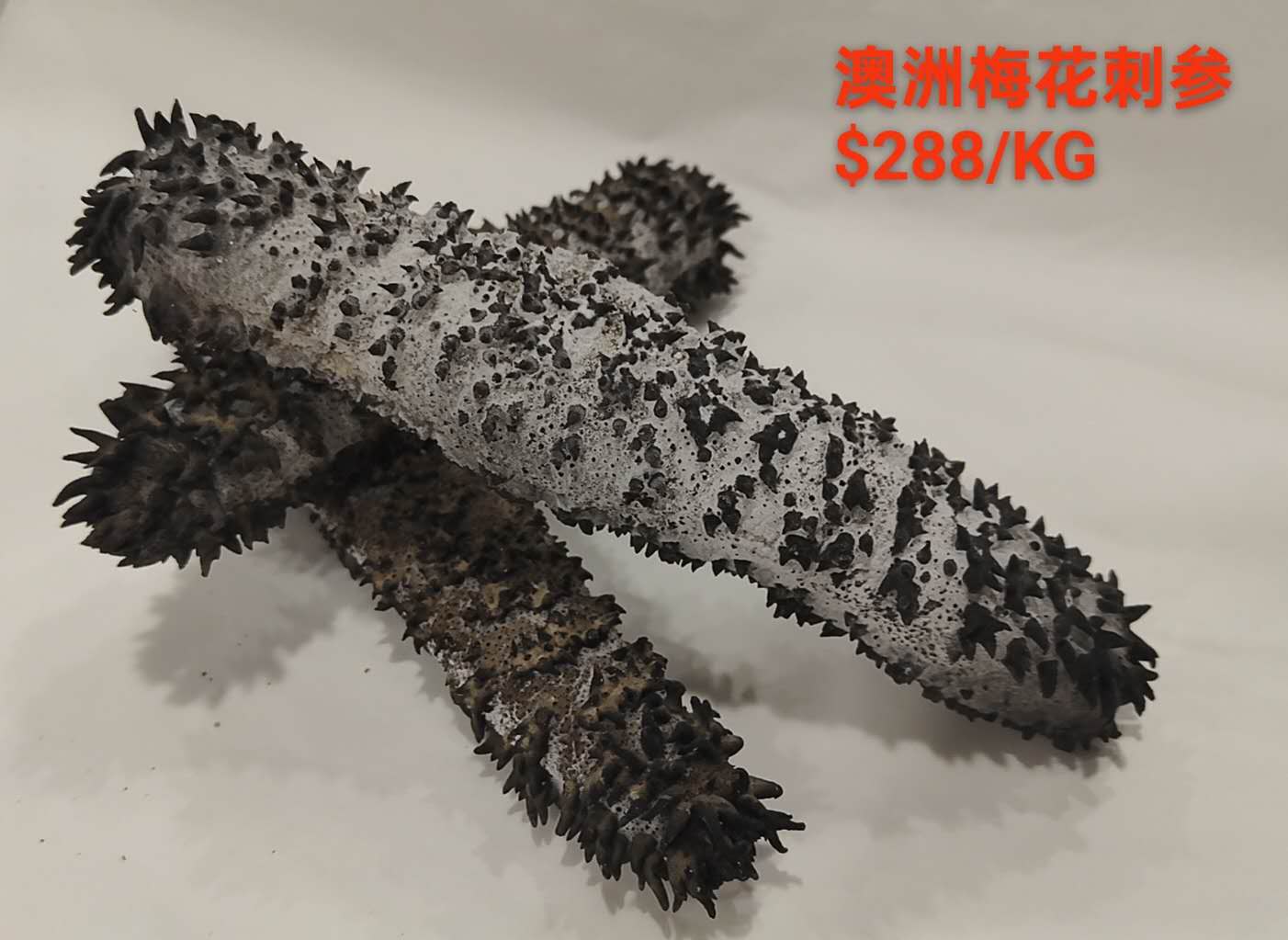 Flower Sea Cucumber - 澳洲梅花刺参