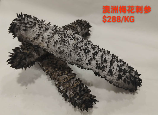 Flower Sea Cucumber - 澳洲梅花刺参