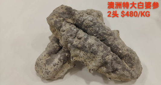 Extra Large White Teat Sea Cucumber - 澳洲特大白婆参 (2 Head)