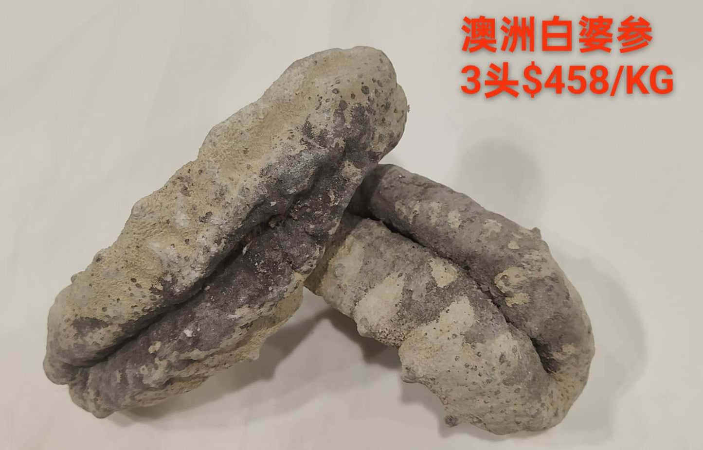 White Teat Sea Cucumber - 澳洲白婆参 (3 Head)