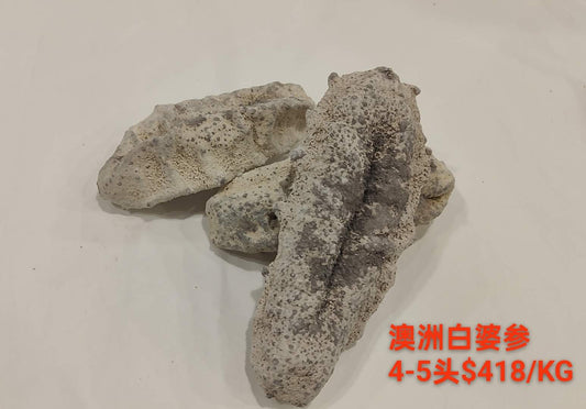White Teat Sea Cucumber - 澳洲白婆参 (4-5 Head)